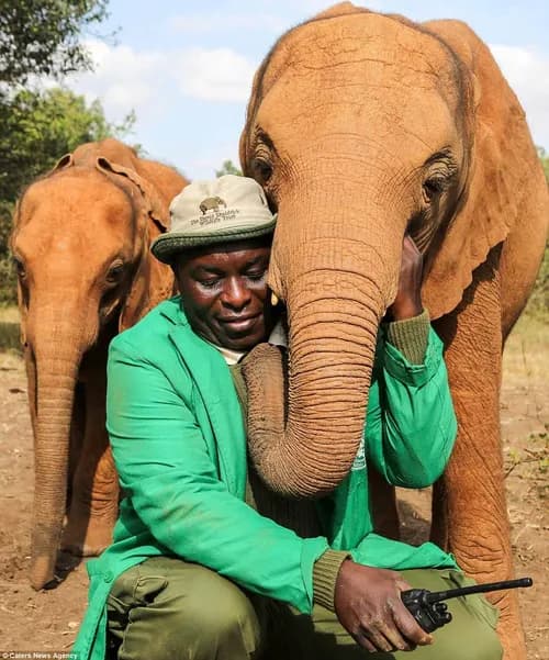 David Sheldrick Wildlife Trust