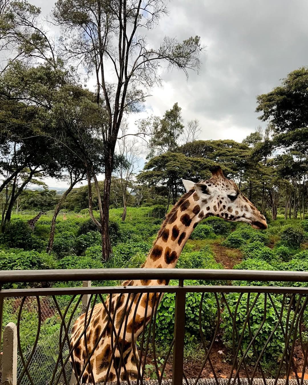 Giraffe Centre