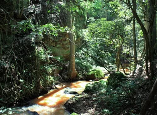 Karura Forest