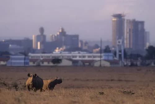 Nairobi National Park