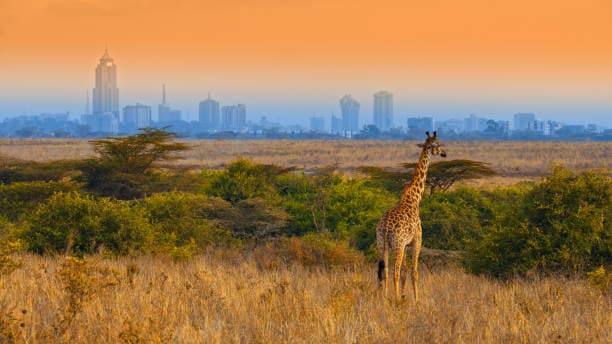 Explore Nairobi - Conference Activities